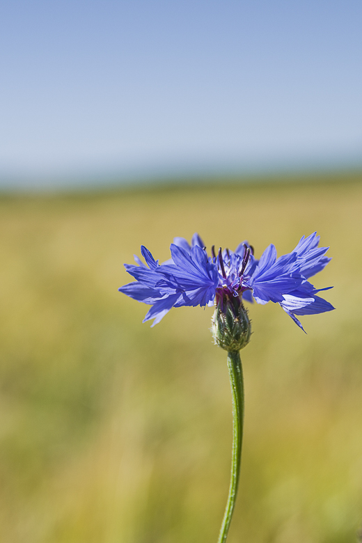 Kornblume